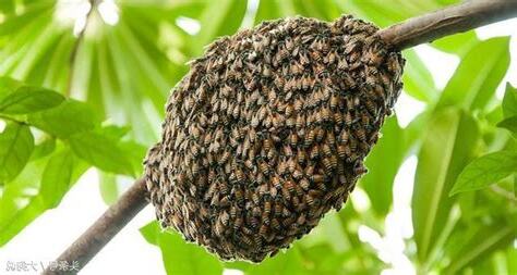 蜜蜂 窩
